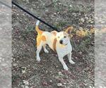 TAILS - Male Mutt Dog for Adoption - Small photo