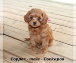 Small #4 Cock-A-Poo