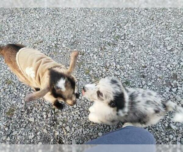 Medium Photo #6 Aussiedoodle Puppy For Sale in DOWELLTOWN, TN, USA