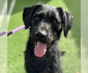Wirehaired Pointing Poodle Dogs for adoption in San Diego, CA, USA