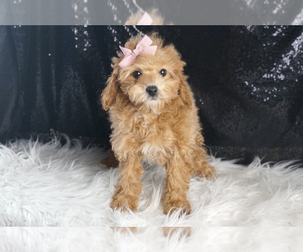 Medium Photo #20 Poodle (Toy) Puppy For Sale in WARSAW, IN, USA