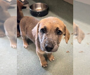 Mutt Dogs for adoption in Baytown, TX, USA