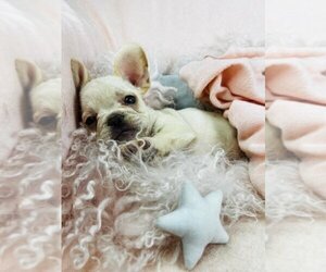 French Bulldog Puppy for sale in BOCA RATON, FL, USA