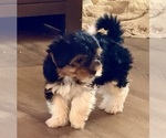 Puppy 3 Biewer Terrier