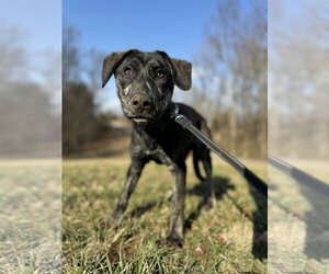 Labrador Retriever-Mountain Cur Mix Dogs for adoption in Columbus, IN, USA