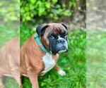 Small Boxer