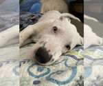 Small #3 Australian Shepherd-Dalmatian Mix