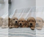 Small #9 English Cream Golden Retriever