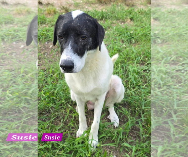 Medium Photo #3 Great Pyrenees-Unknown Mix Puppy For Sale in Alexander, AR, USA