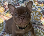 Puppy Ande French Bulldog