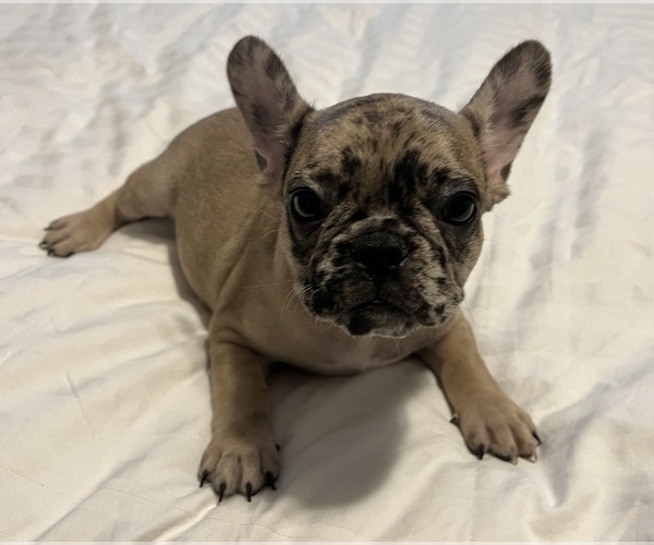 Medium Photo #9 French Bulldog Puppy For Sale in MBORO, TN, USA