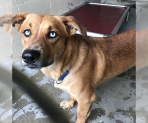 Pembroke Welsh Corgi-Unknown Mix Dogs for adoption in Galveston, TX, USA