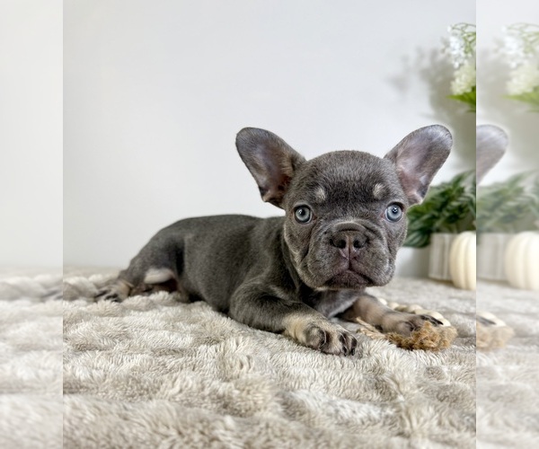 Medium Photo #3 French Bulldog Puppy For Sale in GREENFIELD, IN, USA