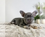 Small #2 French Bulldog