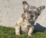 Small Photo #22 French Bulldog Puppy For Sale in SAN ANTONIO, TX, USA