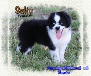 Miniature Australian Shepherd Puppy for sale in FORESTBURG, TX, USA