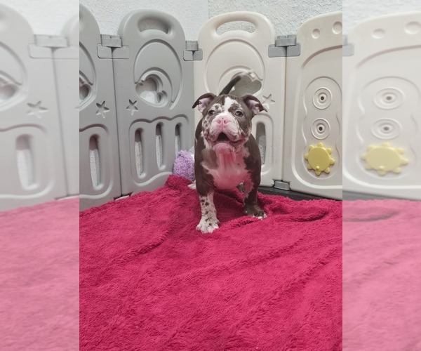 Medium Photo #1 American Bully Puppy For Sale in NORTH PORT, FL, USA