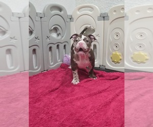 Medium American Bully
