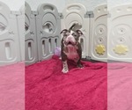 Small American Bully