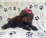Small #7 ShihPoo