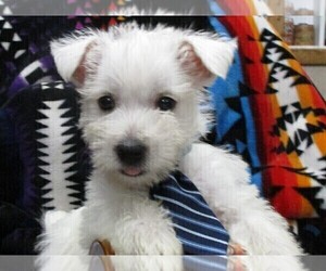 West Highland White Terrier Puppy for sale in PITTSBURG, KS, USA