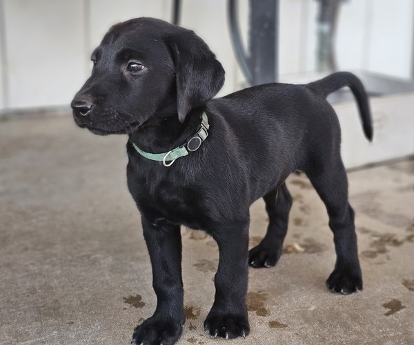 Medium Photo #5 Labrador Retriever Puppy For Sale in PASO ROBLES, CA, USA