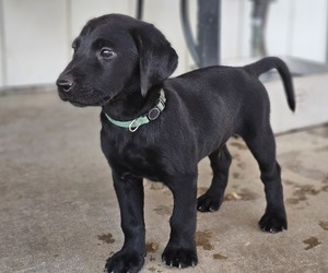 Medium Labrador Retriever