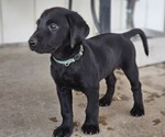 Puppy 4 Labrador Retriever