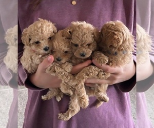 Maltipoo Puppy for Sale in MESA, Arizona USA