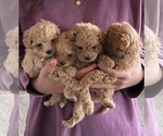 Small Maltipoo