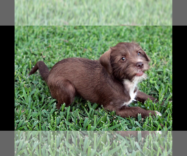 Medium Photo #4 Poodle (Miniature)-Unknown Mix Puppy For Sale in Rosenberg, TX, USA