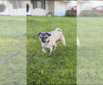 Small Photo #6 Pug Puppy For Sale in Indianapolis, IN, USA