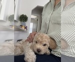 Small #14 Bichpoo