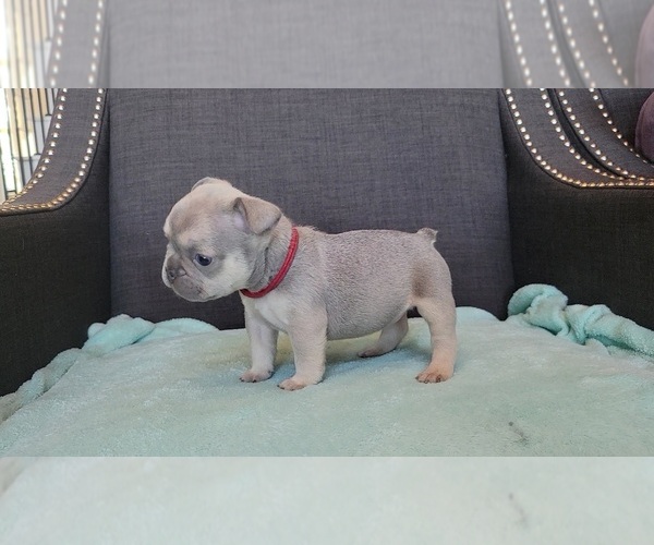 Medium Photo #1 French Bulldog Puppy For Sale in PROSPER, TX, USA