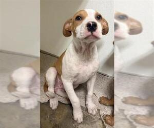 Labrador Retriever-Unknown Mix Dogs for adoption in Bakersfield, CA, USA