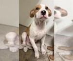 Small Labrador Retriever Mix