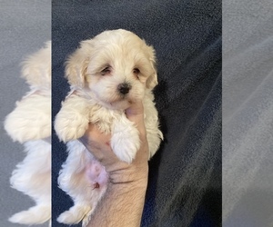 Maltipoo Puppy for sale in AMSTERDAM, MO, USA