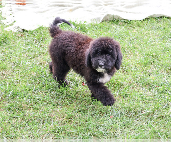 Medium Photo #6 Bernedoodle (Miniature)-Saint Berdoodle Mix Puppy For Sale in SYRACUSE, IN, USA