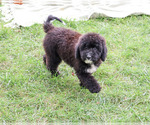 Wrenly - Female Bernedoodle (Miniature)-Saint Berdoodle Mix Puppy for Sale - Photo #6
