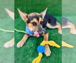 Small #7 German Shepherd Dog-Huskies  Mix