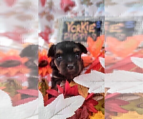 Medium Photo #61 Yorkshire Terrier Puppy For Sale in AKRON, OH, USA