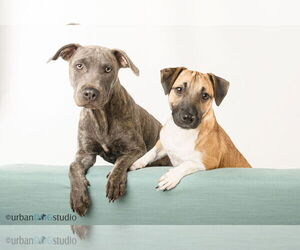 Sydney - F - Female American Pit Bull Terrier-German Shepherd Dog Mix Dog for Adoption - Photo #5