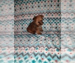 Small Photo #20 Yorkshire Terrier Puppy For Sale in LAPEER, MI, USA