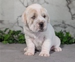 Small #2 Cocker-Pei