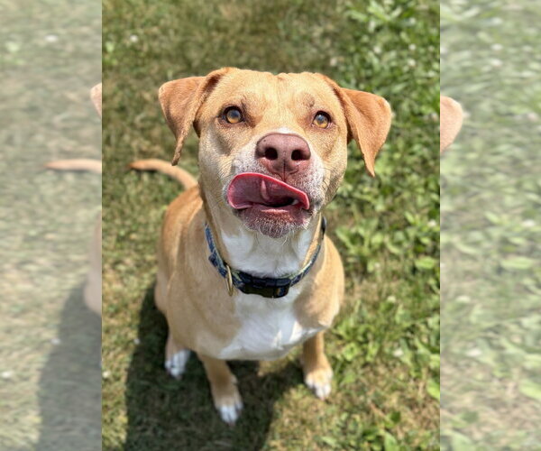 Medium Photo #2 Labrador Retriever-Unknown Mix Puppy For Sale in Jefferson, WI, USA