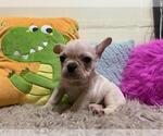 Puppy 1 French Bulldog