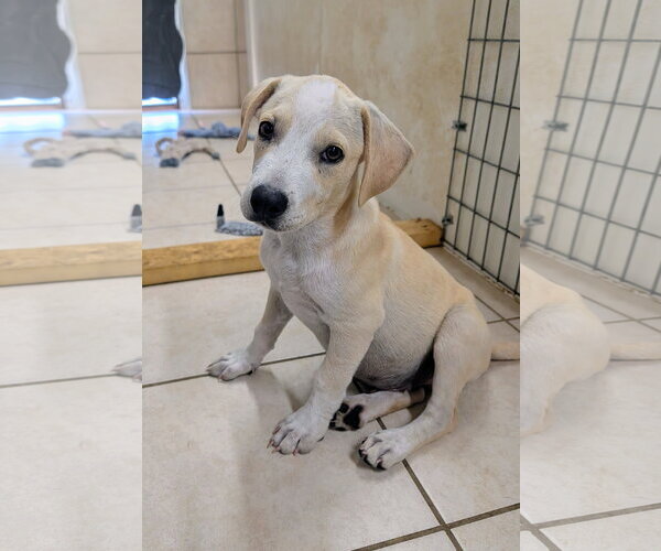 Medium Photo #2 Labrador Retriever Puppy For Sale in Green Forest, AR, USA