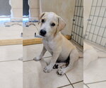 Small #1 Labrador Retriever