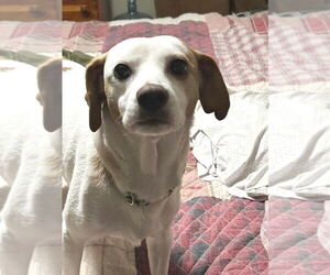 Jack-A-Bee Dogs for adoption in Rootstown, OH, USA