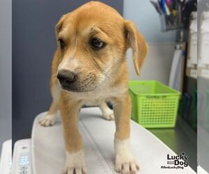 Muffin - Female Mutt Dog for Adoption - Photo #4